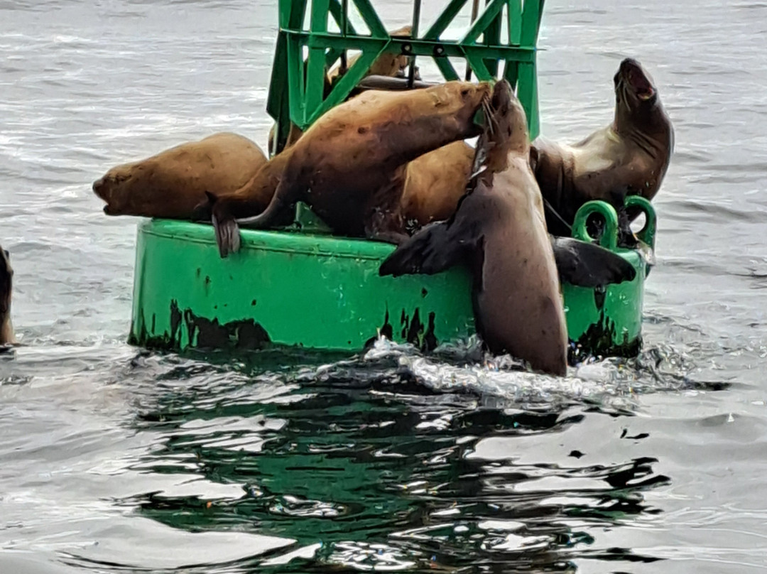 Marine Discovery Tours-纽波特必去景点