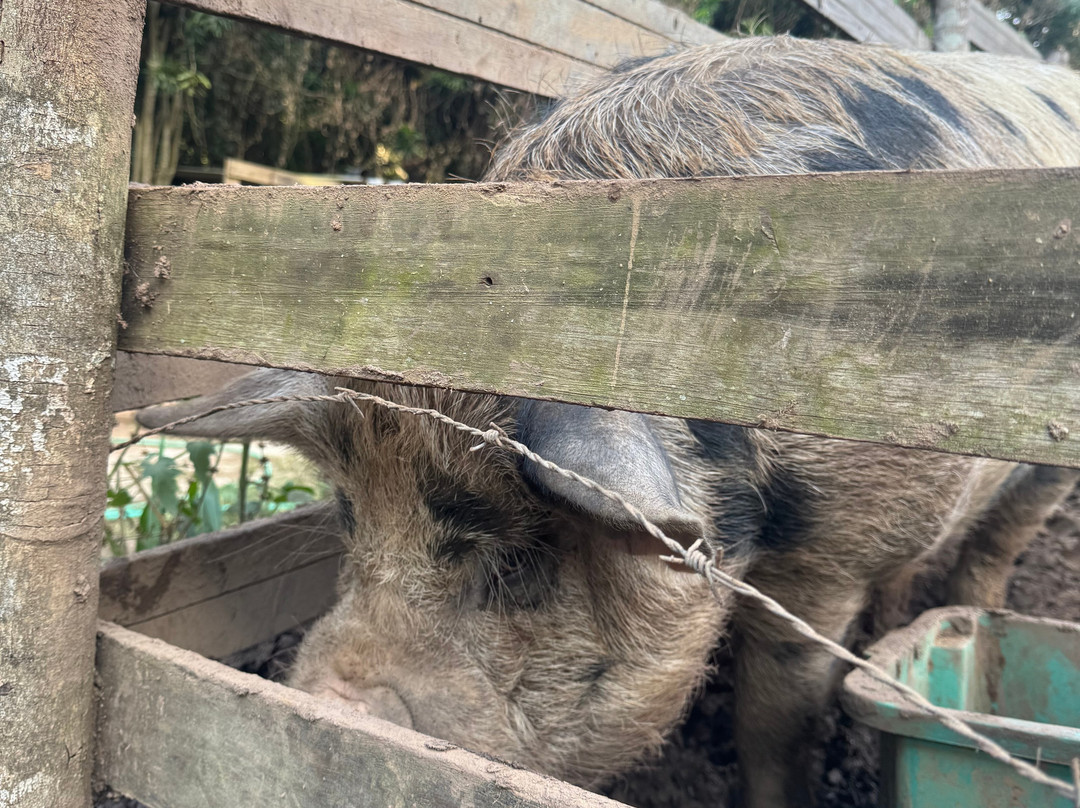 Fazenda Genève-特雷索波利斯必去景点