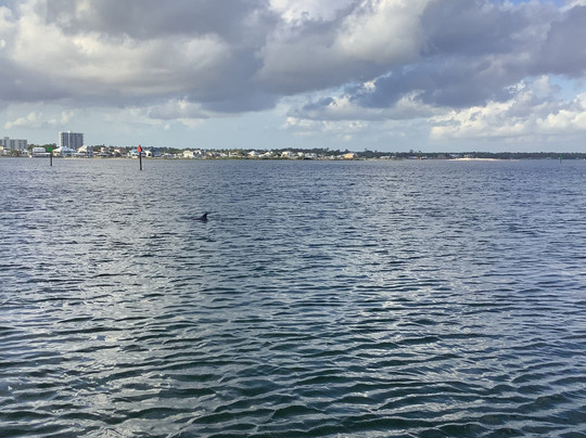 Cruise Orange Beach Dolphin Cruises-橙色海湾必去景点