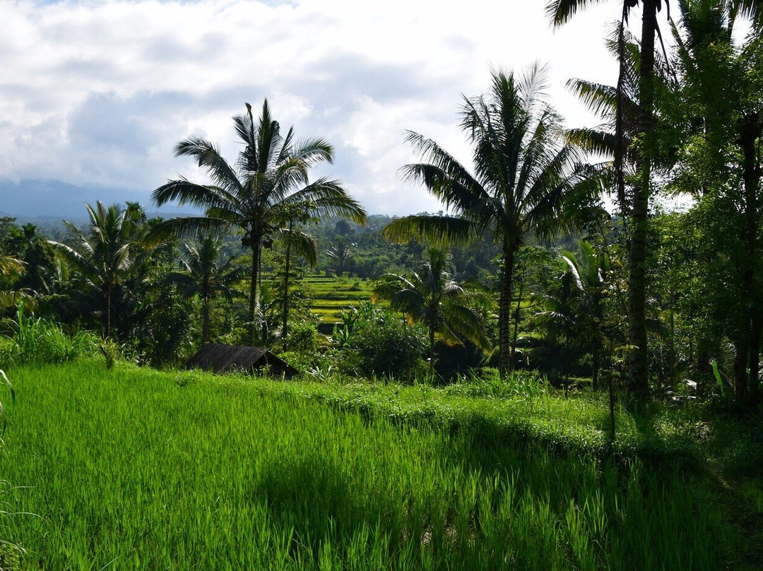 Davi Trekker-Tetebatu必去景点
