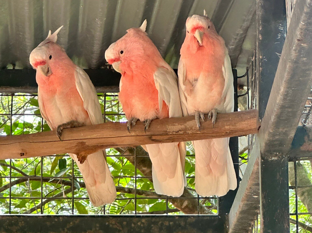 Billabong Sanctuary-汤斯维尔必去景点