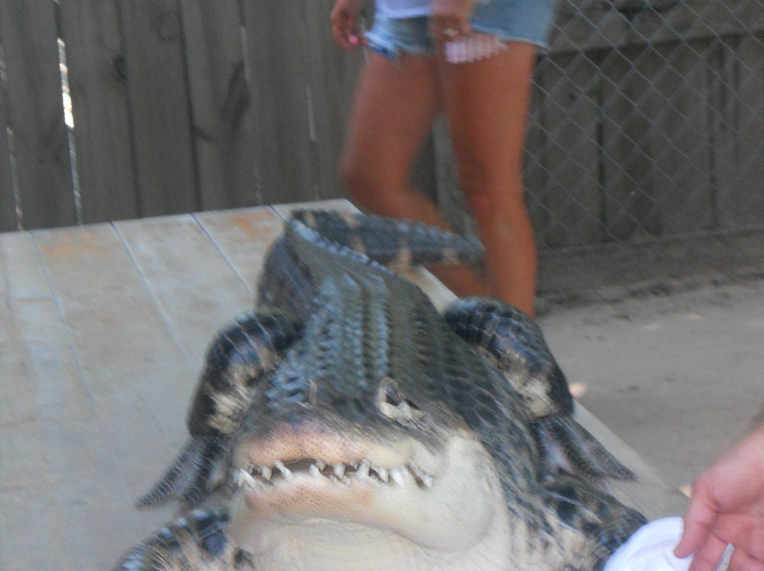 Gator Country Alligator Park-巴拿马城海滩必去景点