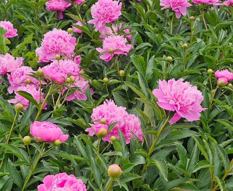 Poznan Botanical Gardens-波兹南必去景点
