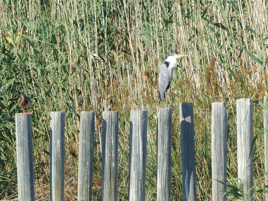 Visit Albufera-巴伦西亚必去景点