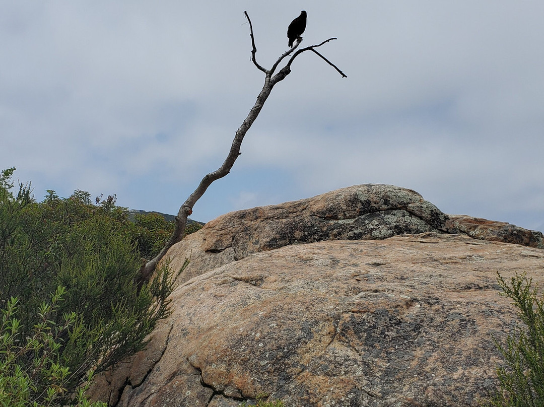 Avian Behavior International景点图片