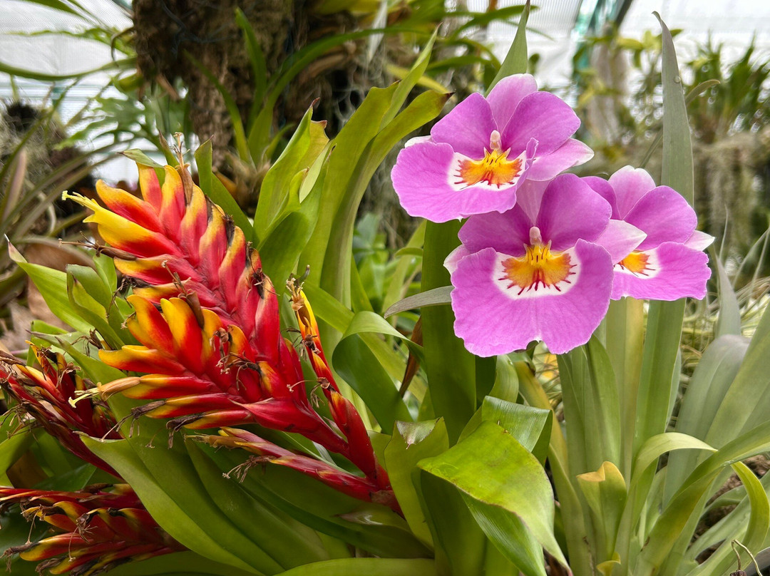 Eric Young Orchid Foundation-Trinity必去景点
