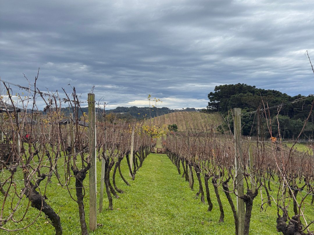 Vinhos Larentis景点图片