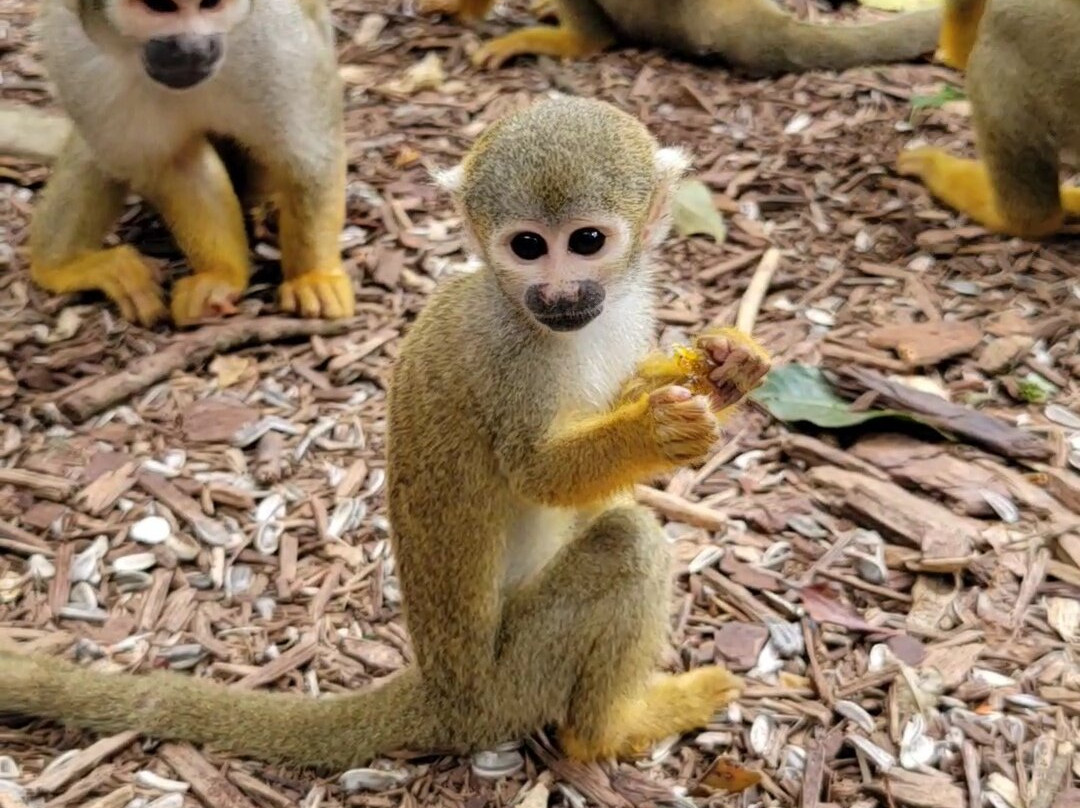 Monkey Jungle-迈阿密必去景点