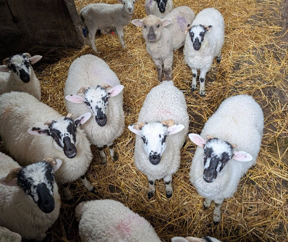 West Kerry Sheep Dog Demonstrations-凯里郡必去景点