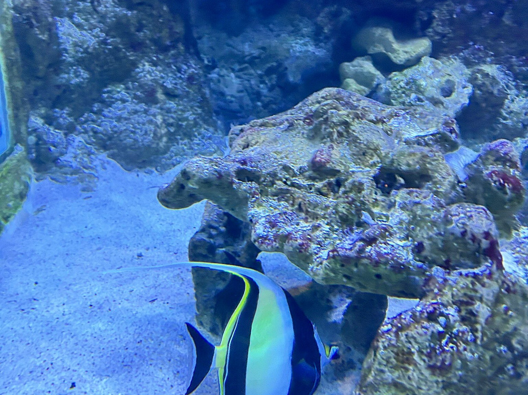 Aquarium de la Réunion景点图片
