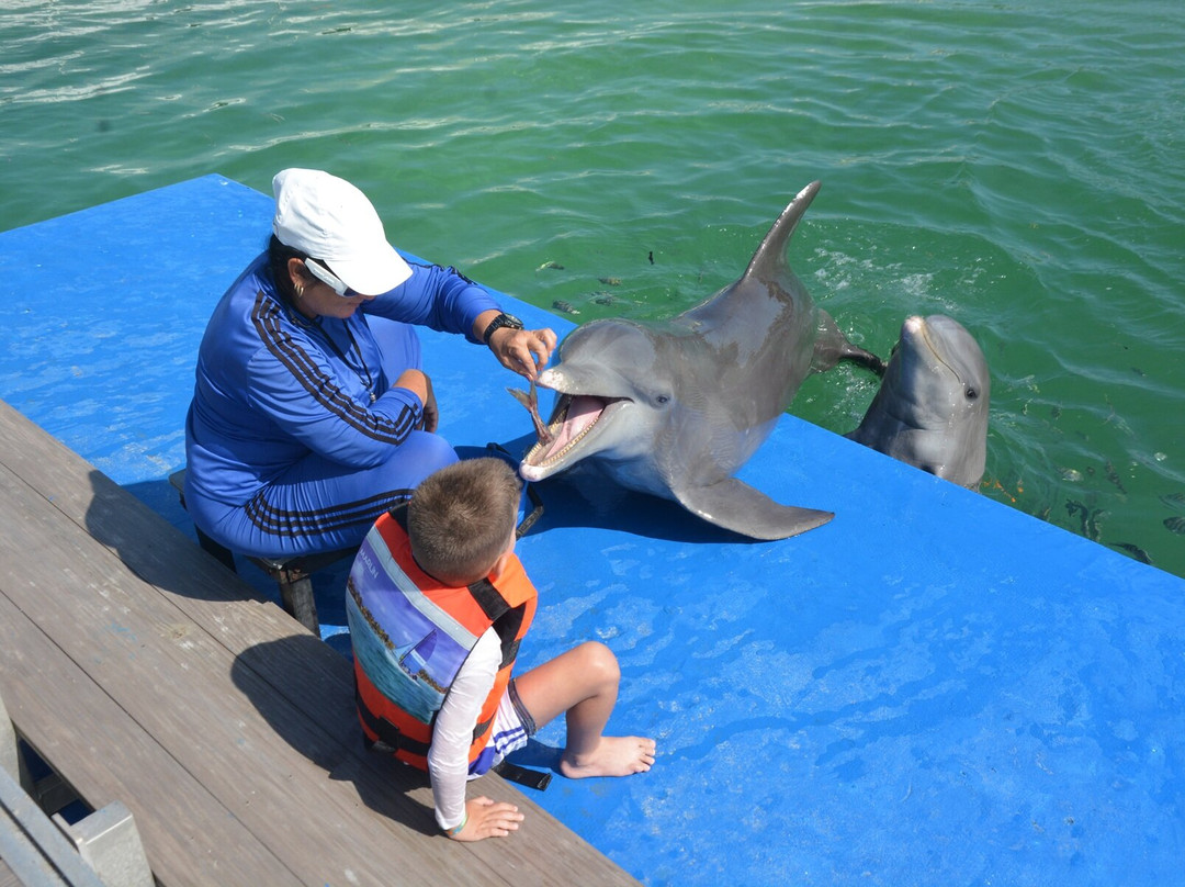 Delfinario De Cayo Guillermo-Cayo Guillermo必去景点