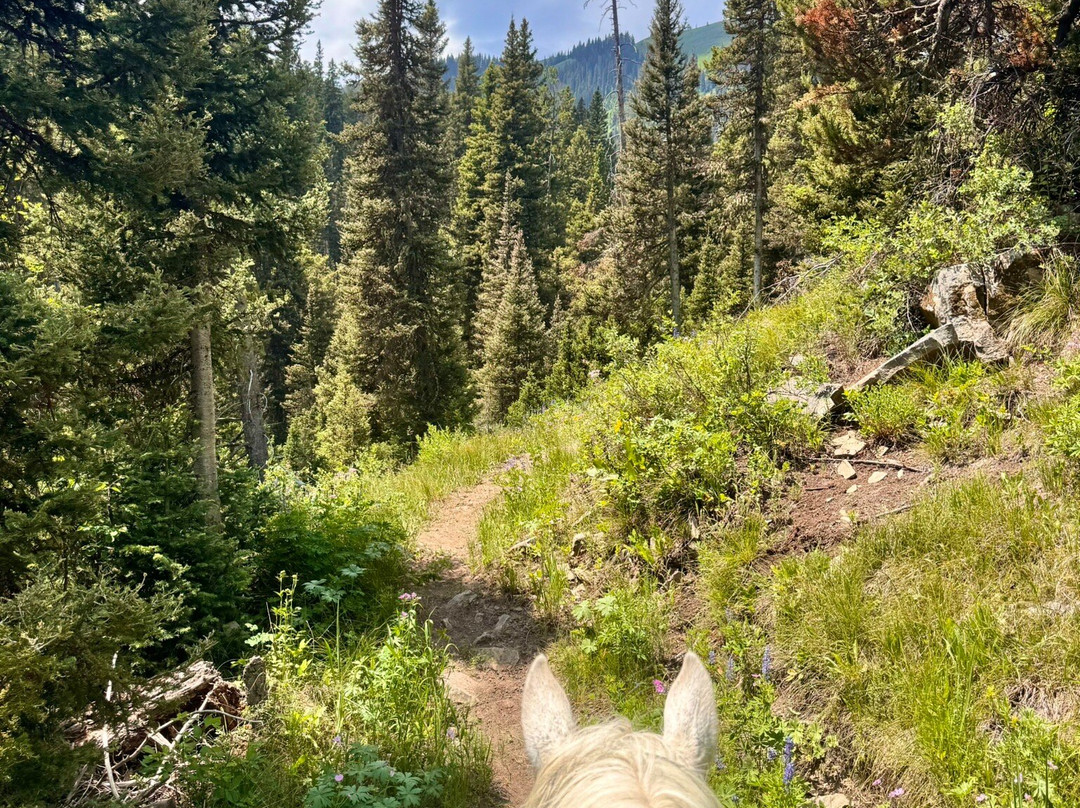 North Fork Trail Rides-杰克逊必去景点