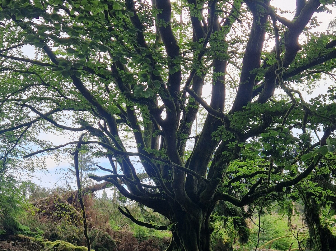 Dartmoor's Daughter-达特穆尔国家公园必去景点