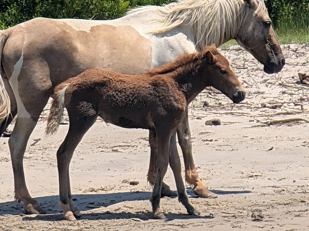 Js Expedition-Chincoteague必去景点