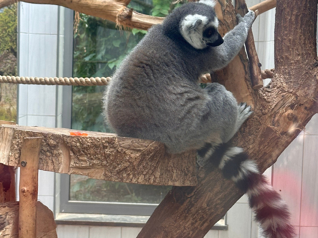 Miejski Ogrod Zoologiczny w Warszawie-华沙必去景点