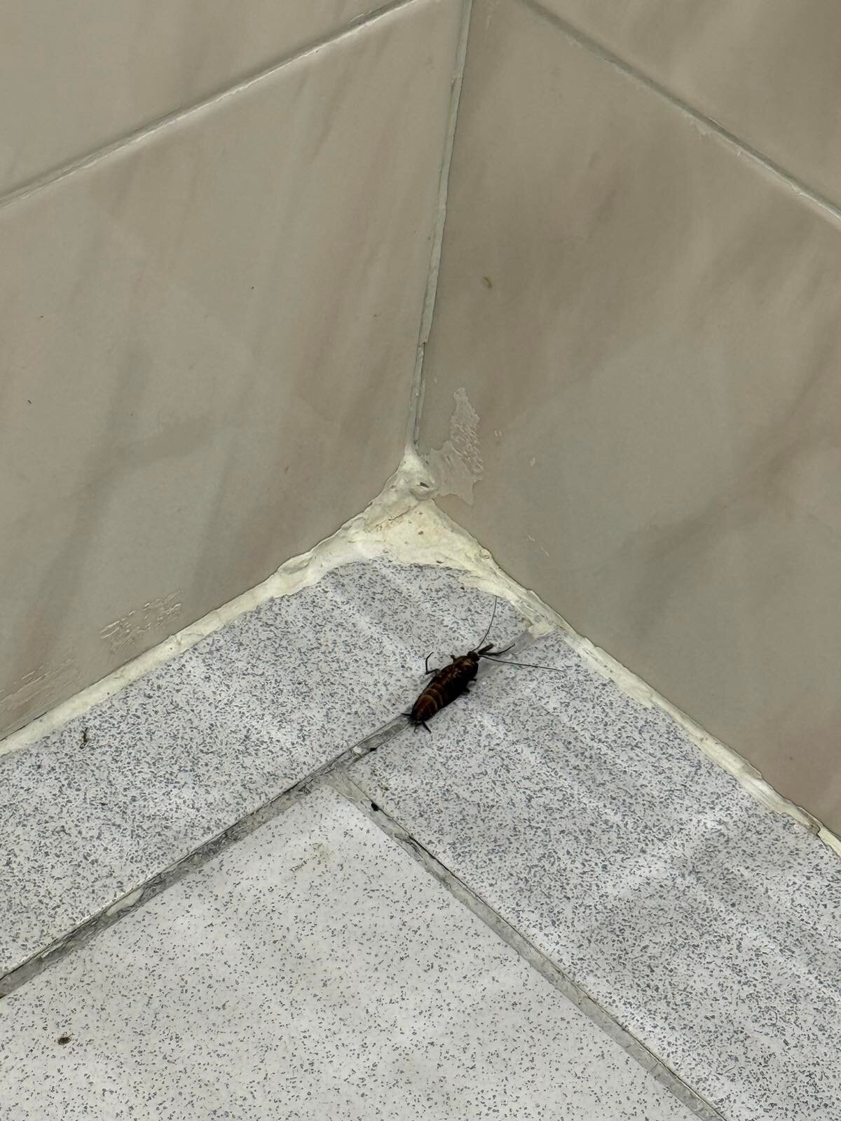 Tresor Sousouras-官方