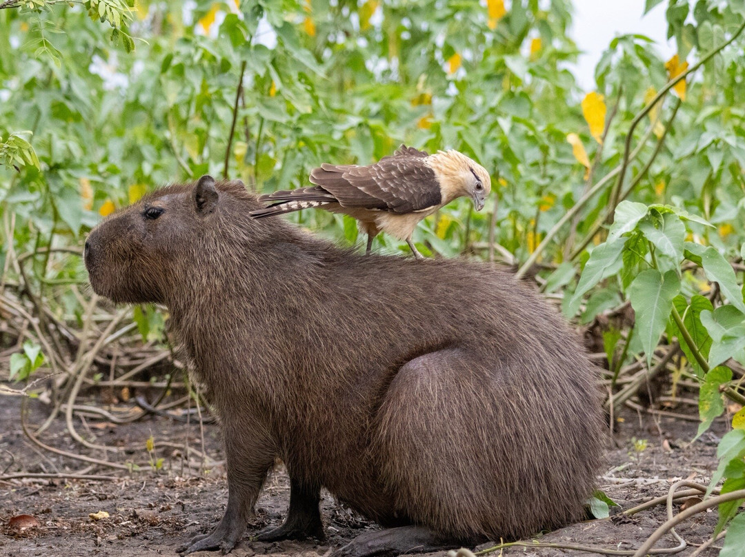 Indigena Tours-Rurrenabaque必去景点