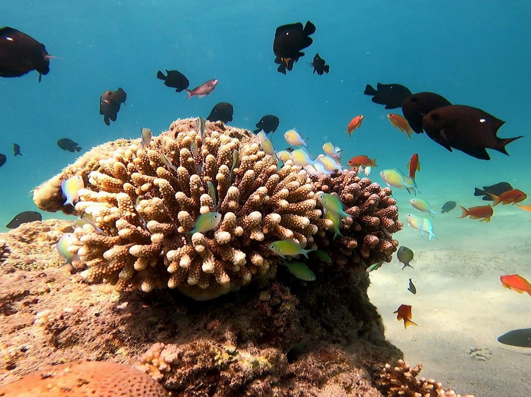 Ohana Dive Co.-纳什维尔必去景点