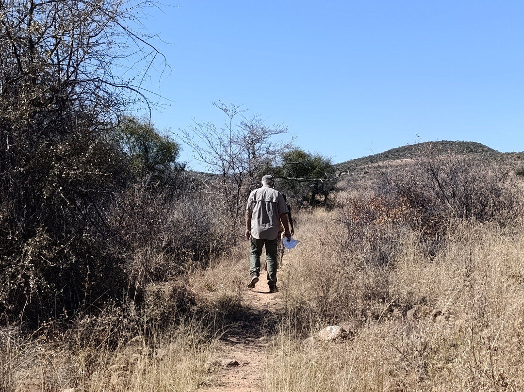 Dinosaur's Tracks主图