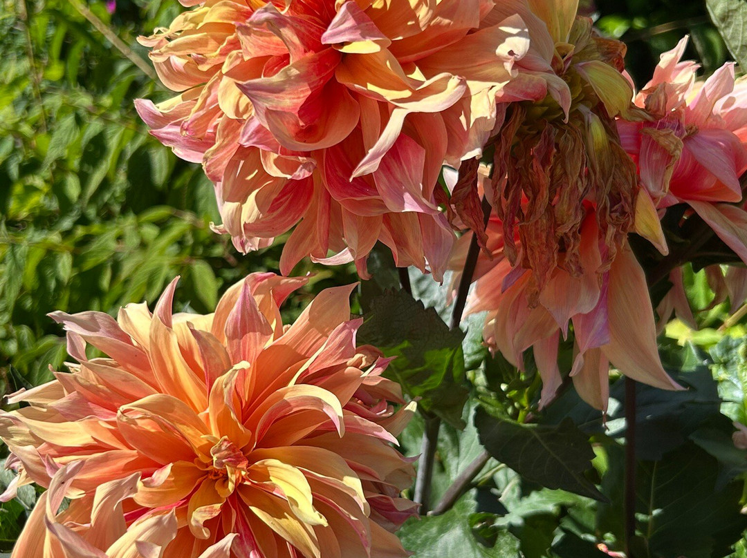 Inverness Botanic Gardens-因弗内斯必去景点