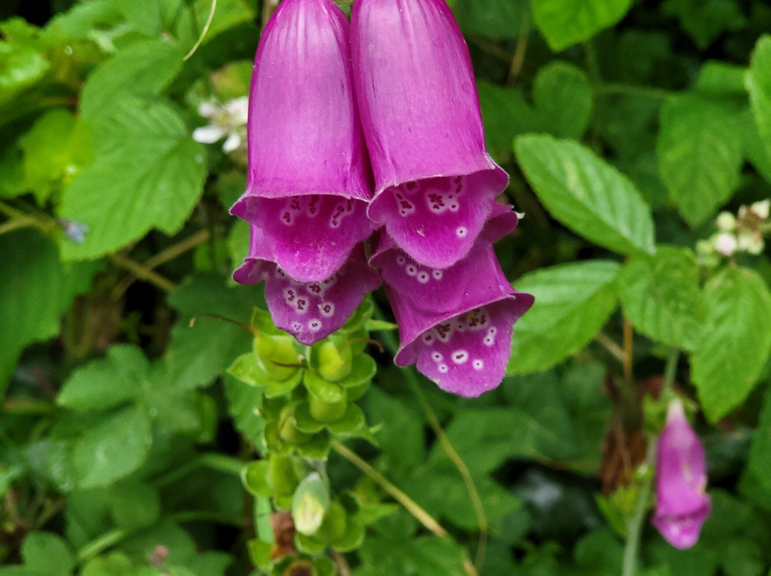 Tyddyn Mawr Golf & Footgolf Course-Llanrug必去景点