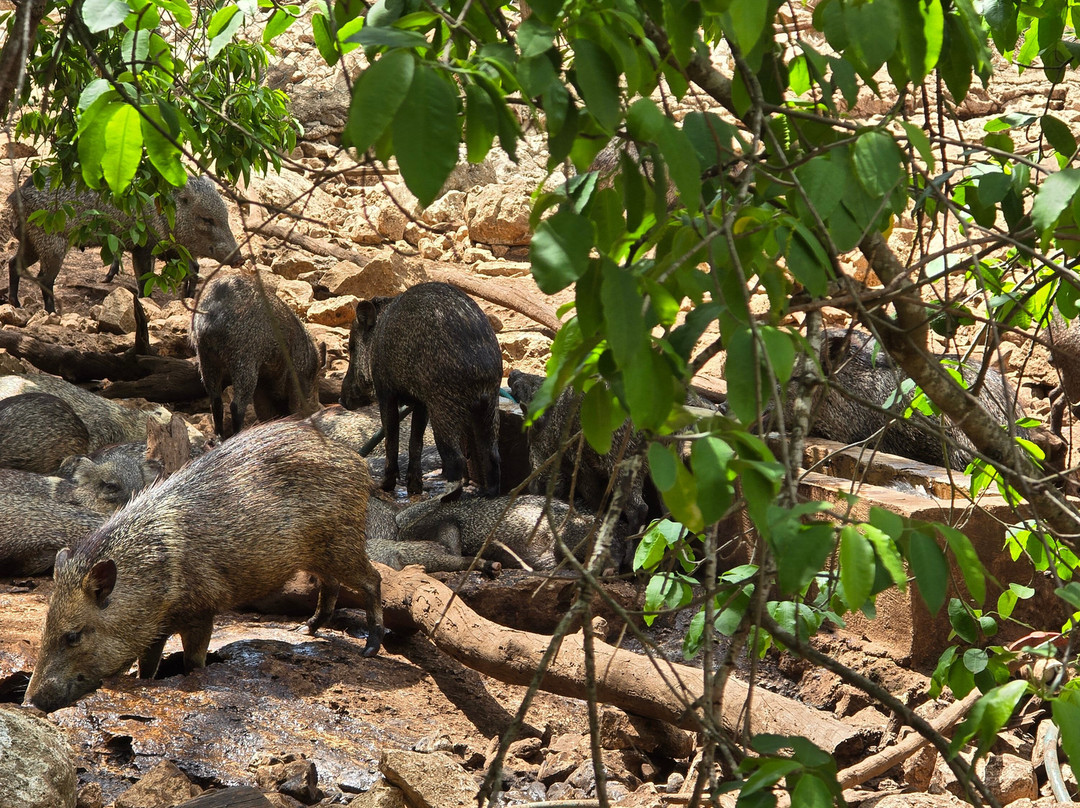 Aktun Chen-艾库玛尔必去景点