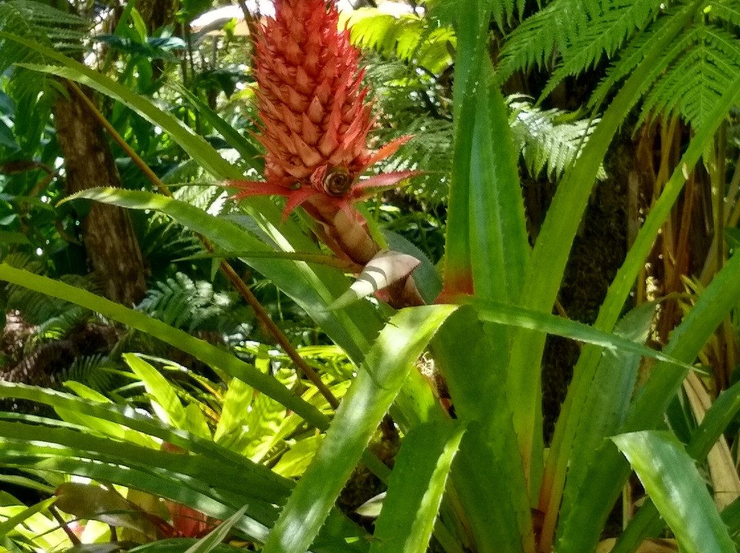 Hale 'Ohu Bed & Breakfast主图