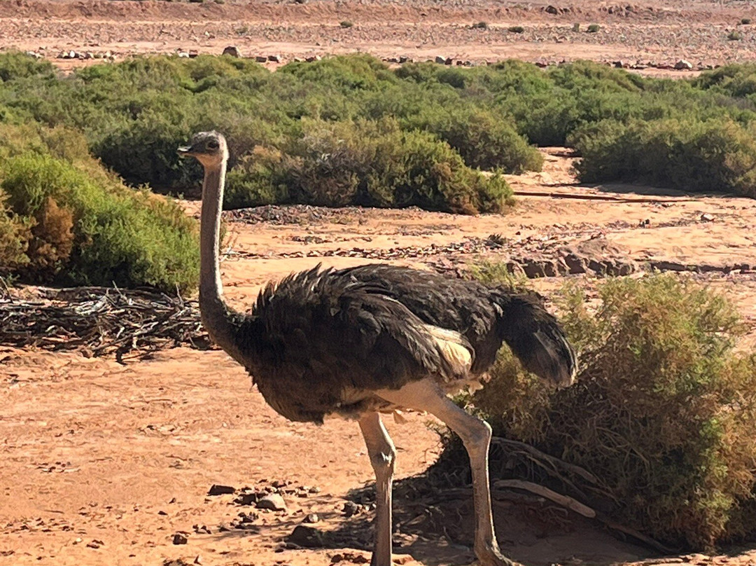 Gems Of Africa Safari And Tours-开普敦必去景点