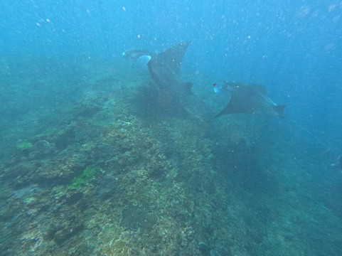 蓝梦岛巴厘潜水学院-蓝梦岛必去景点
