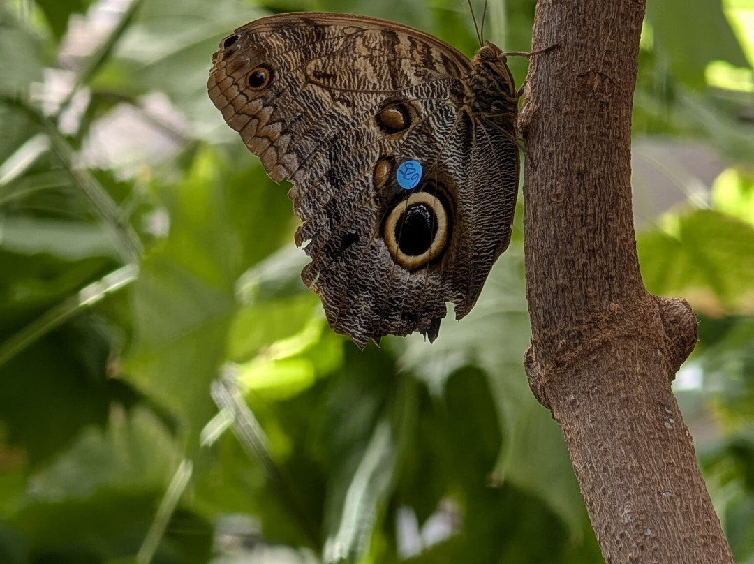 Butterfly Pavilion-威斯敏斯特必去景点