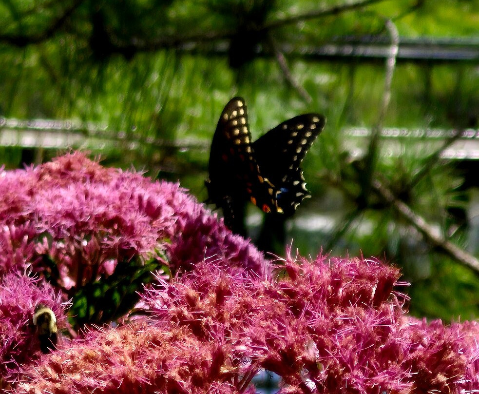Downtown Cary Park-卡瑞必去景点