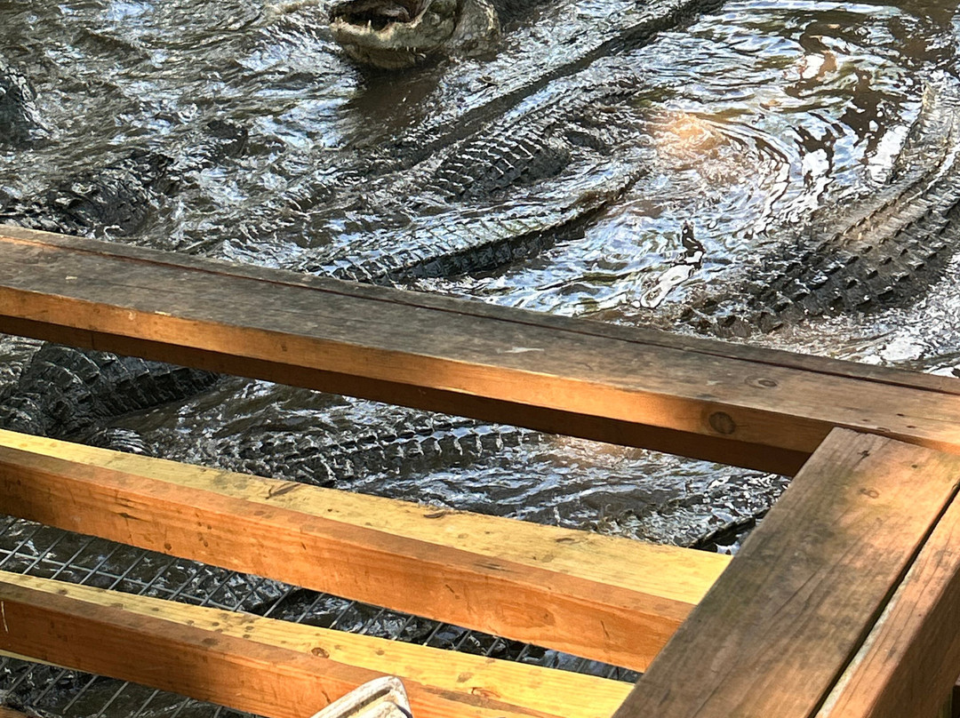 Alligator Alley-Summerdale必去景点