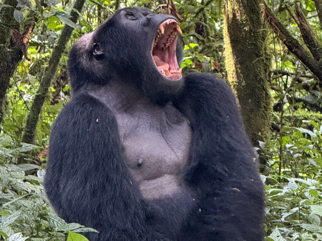 Gorilla Bookings-坎帕拉必去景点