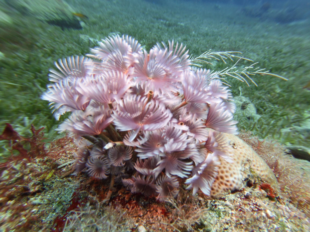 Statia Divers-Oranjestad必去景点