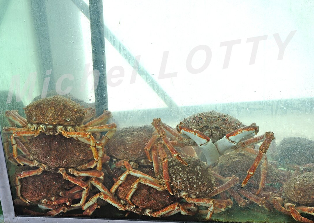 Ostrea II主图