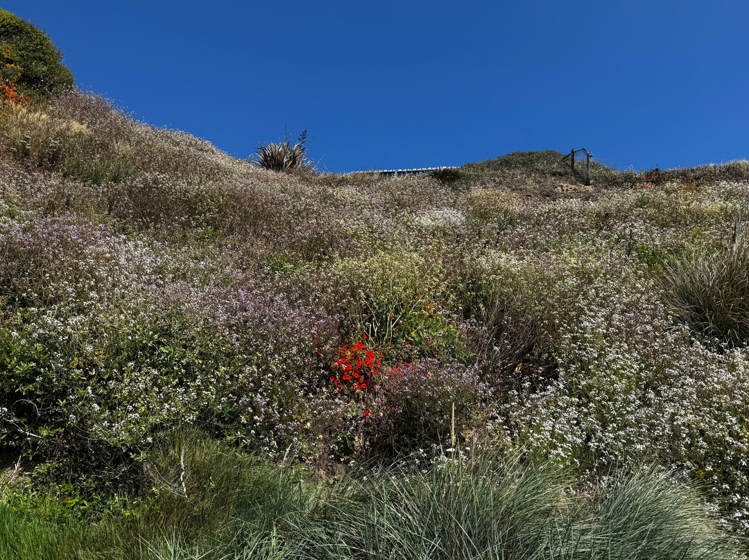 Trinidad State Beach-Trinidad必去景点