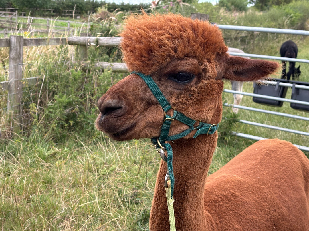 Clivewood Alpacas-什鲁斯伯里必去景点