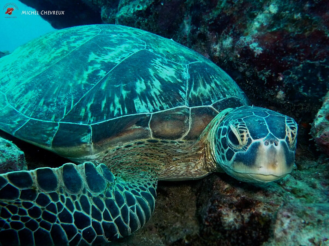 Exploration Sous-Marine-弗力克昂弗雷克必去景点