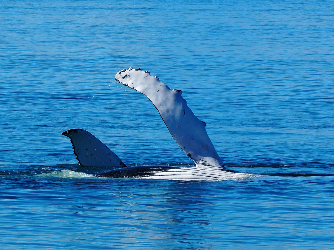 Hervey Bay Whale Watch-尤兰根必去景点
