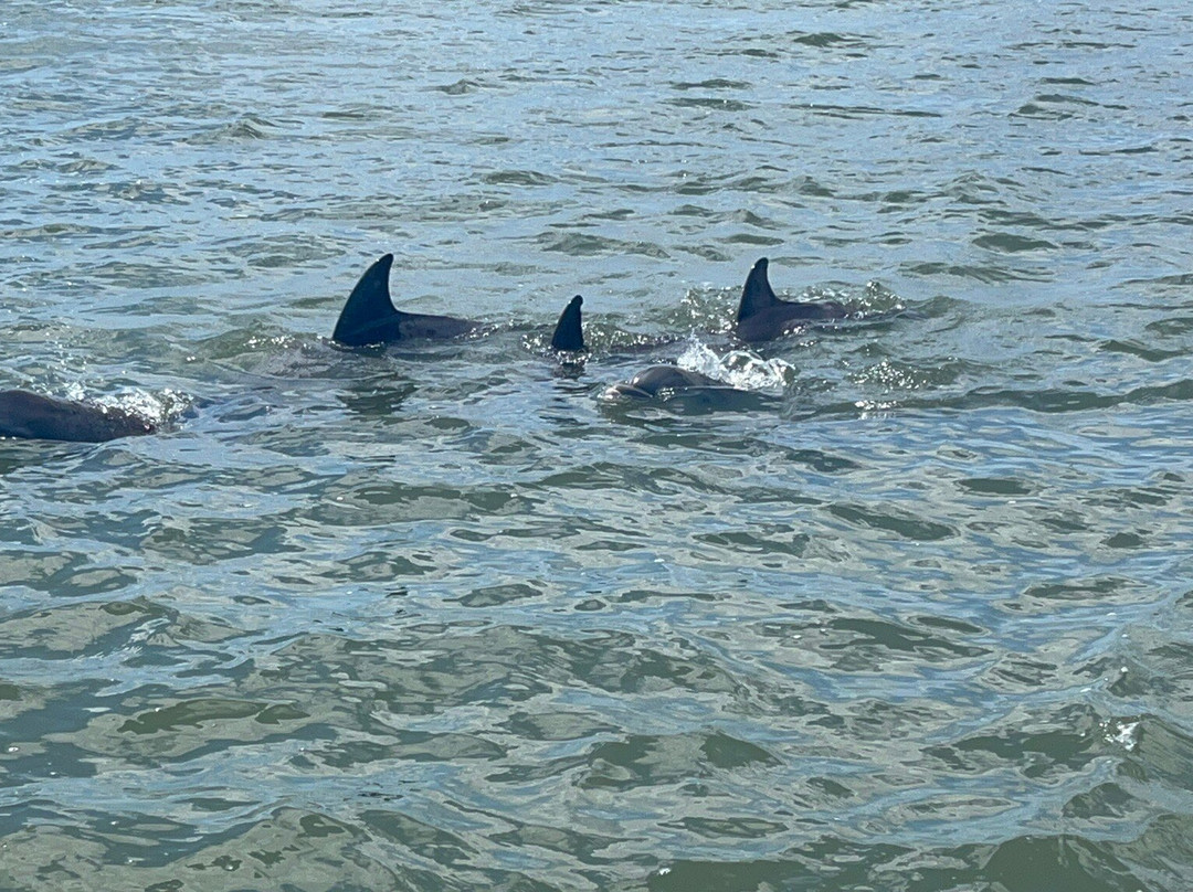 Paradise Dolphin Cruises-Wanchese必去景点