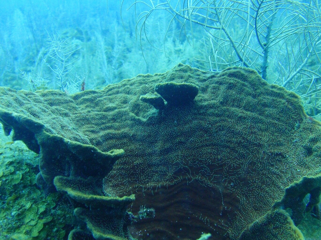 Anda Di Wata Dive School-Providencia Island必去景点