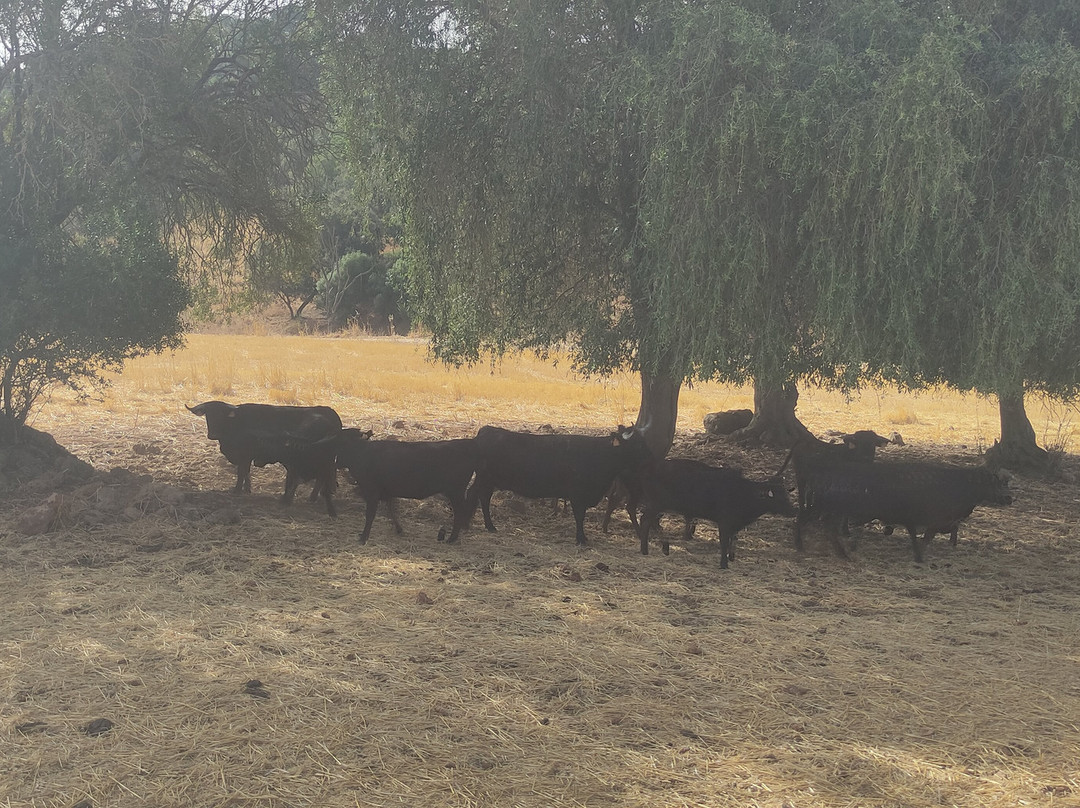 Entre Toros y Caballos-科尔多瓦必去景点