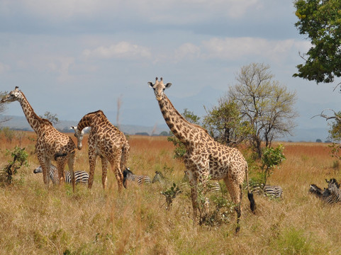 Mo Tours & Safaris-石头城必去景点