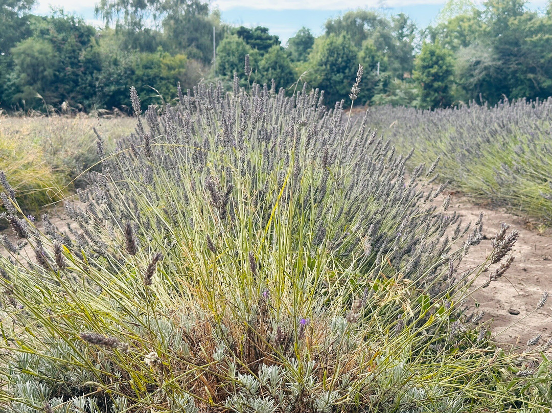 Jersey Lavender Farm-圣布雷拉德必去景点