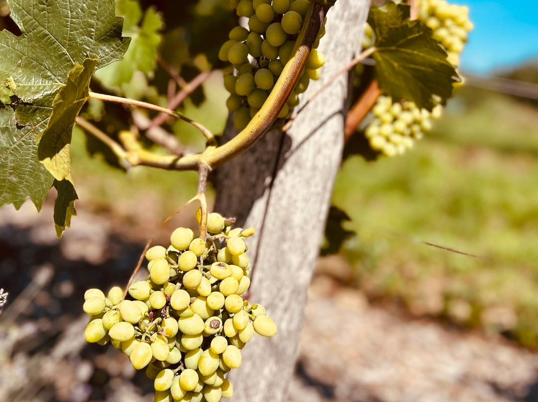 Vinselekt Michlovský