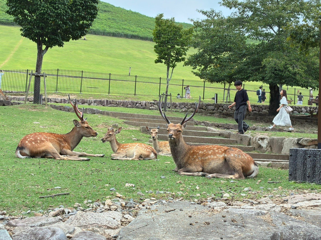 若草山-奈良市必去景点