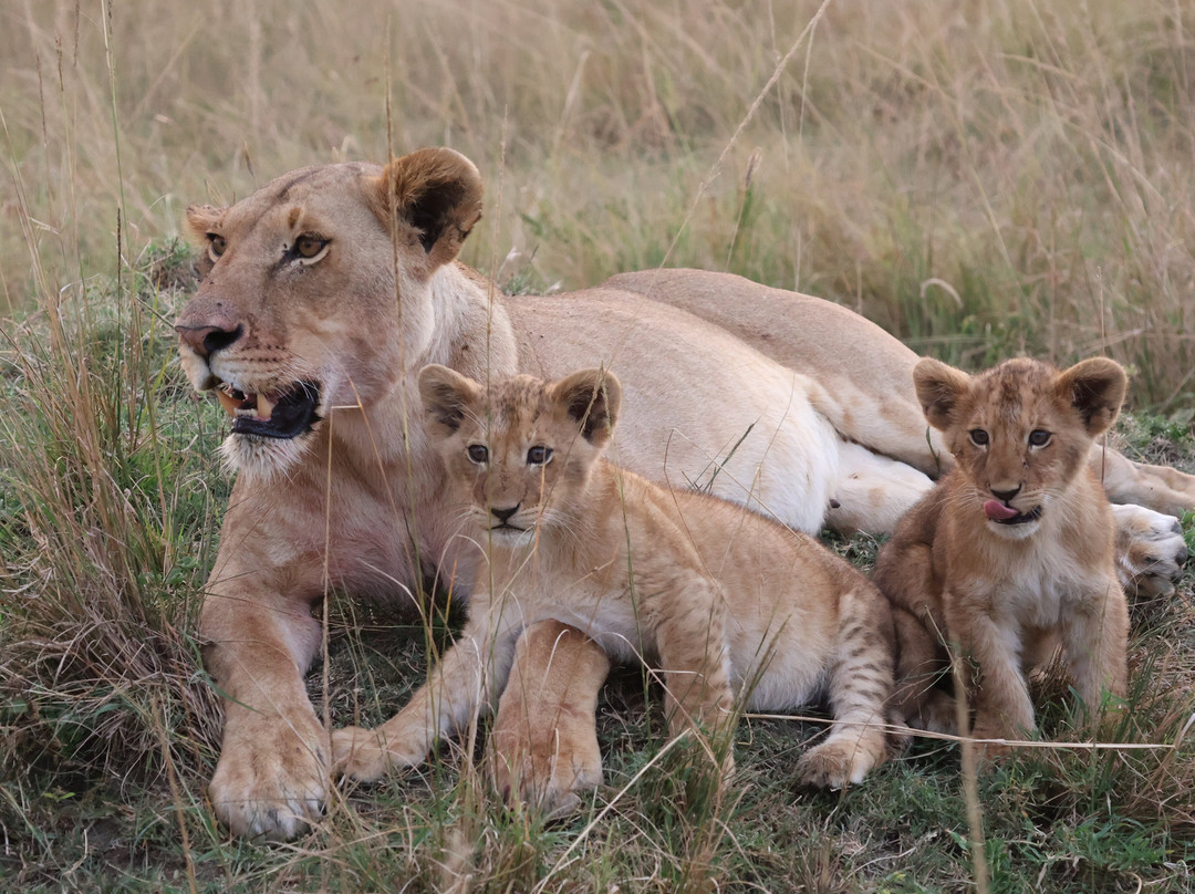 Oloip Safaris-内罗毕必去景点