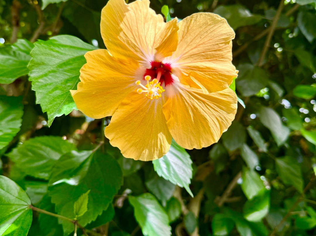 Casa delle Farfalle-Milano Marittima必去景点