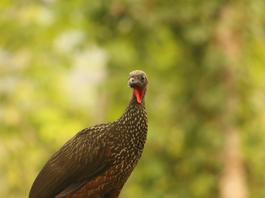 Manu Wildlife Tours-库斯科必去景点