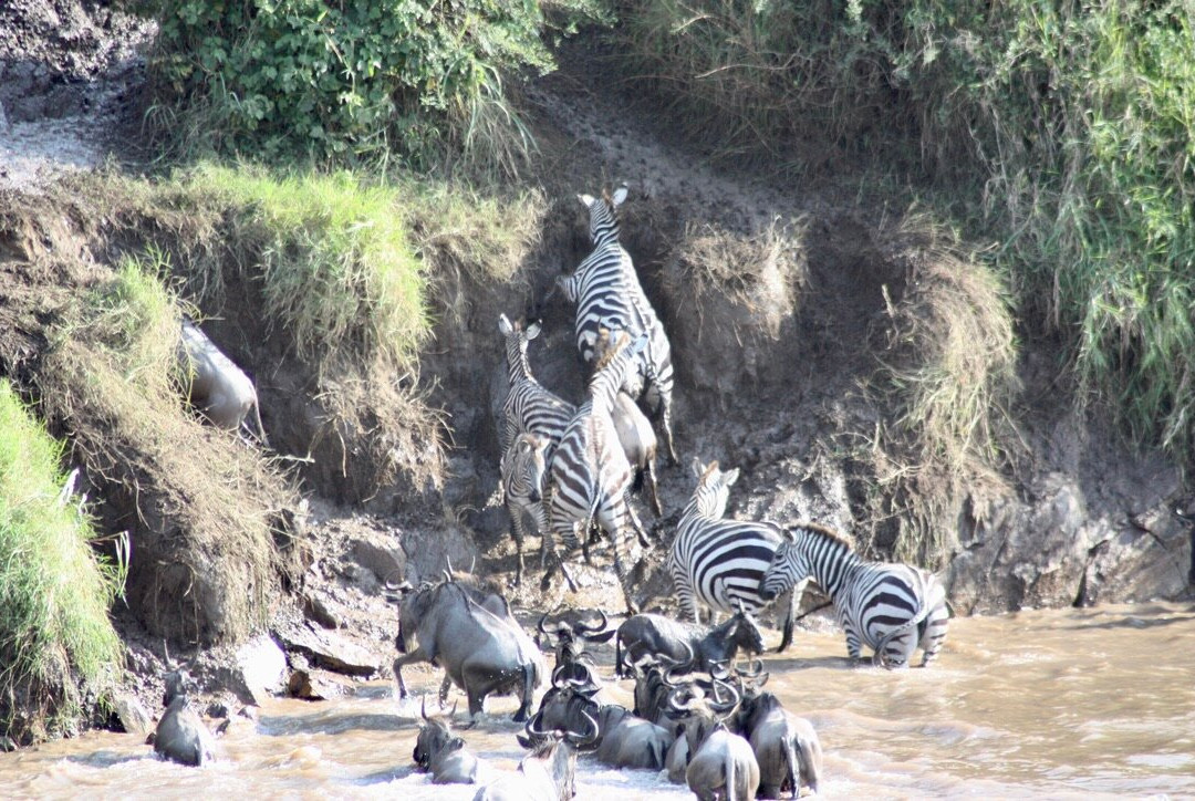 Mara River-塞伦盖蒂国家公园必去景点